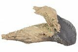 Rooted Triceratops Tooth - South Dakota #70135-3